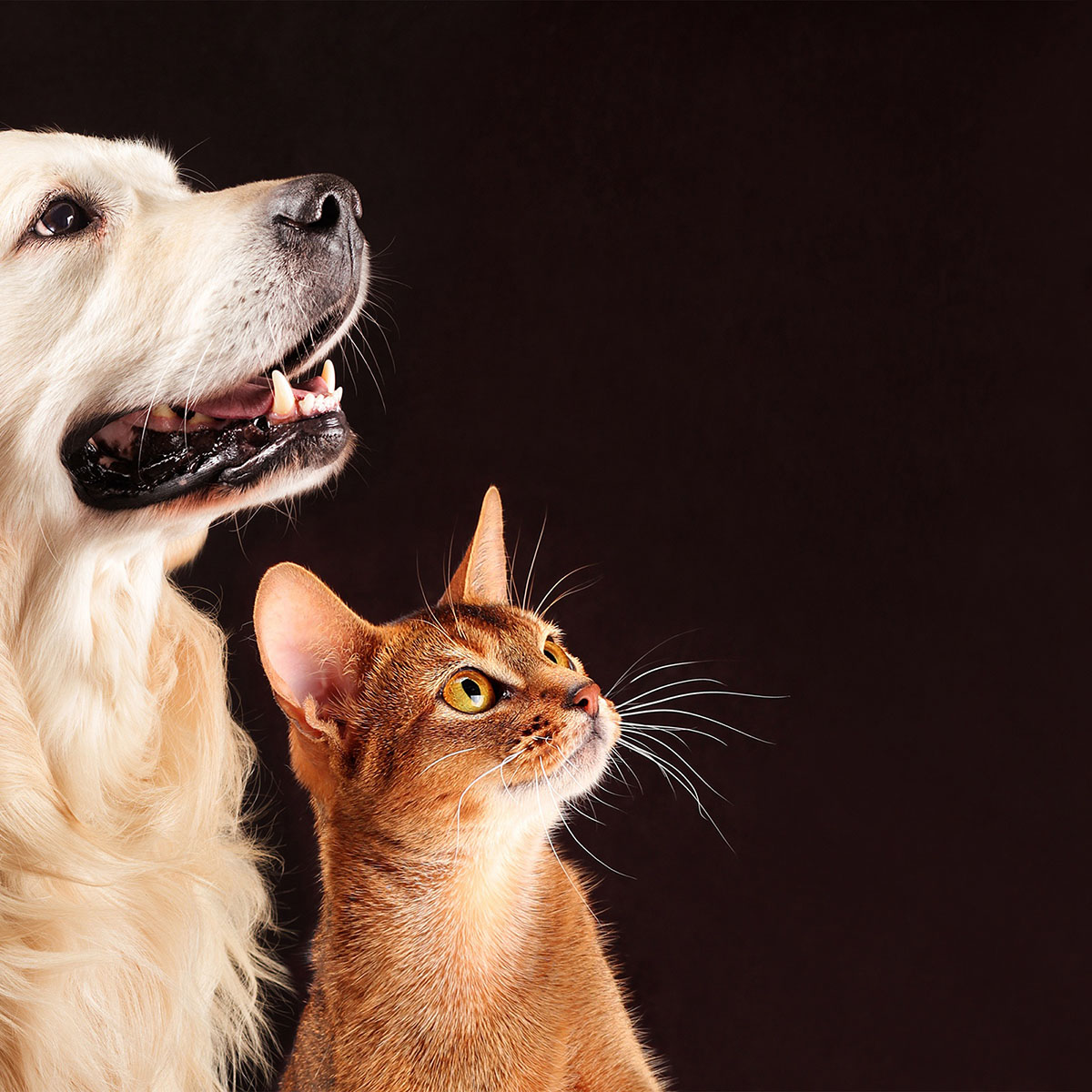 ペットセレモニー天空の虹