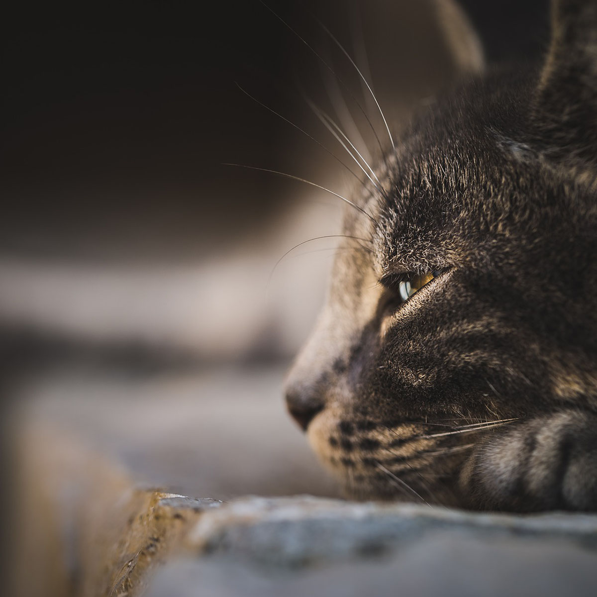 ペットセレモニー天空の虹