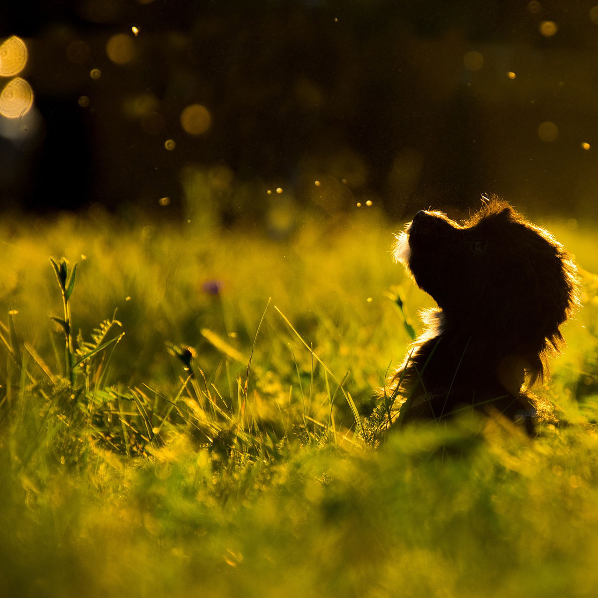 ペットセレモニー天空の虹