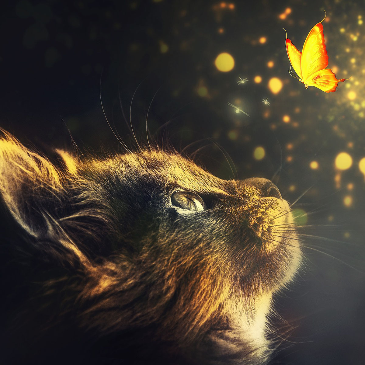 ペットセレモニー天空の虹